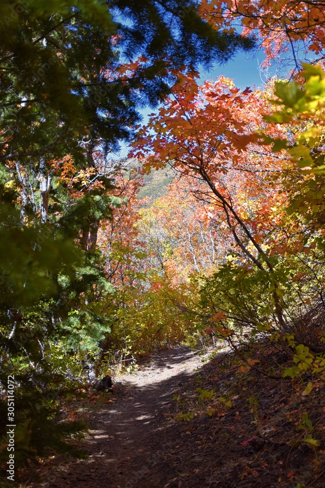 Hiking path views in Oquirrh Mountains with fall leaves along the Wasatch Front Rocky Mountains, by Kennecott Rio Tinto Copper mine, Tooele and the Great Salt Lake Valley, Utah, United States.