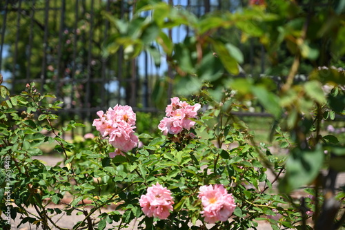 rose, garden, flower
