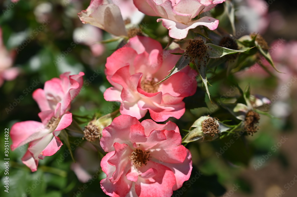 Obraz premium rose, garden, flower