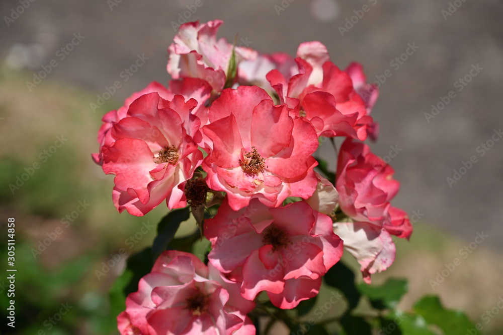 rose, garden, flower