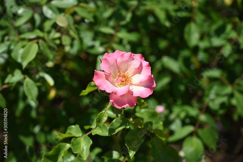 Wallpaper Mural rose, garden, flower Torontodigital.ca