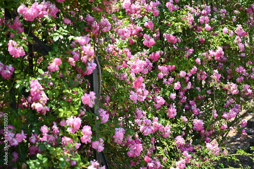 rose, garden, flower