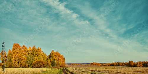 panoramic view of the autumn landscape in the field. white clouds on the blue sky. yellow stubble in the field and yellow shrubs and trees © Lyubov Furs