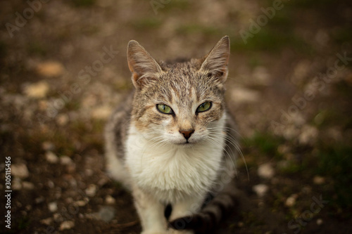 Wallpaper Mural Cute kitty sitting  Torontodigital.ca