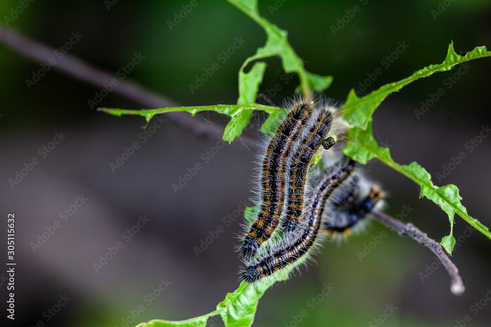 Naklejka premium caterpillar of a butterfly of a white butterfly eats a flower and leaves of a bird cherry, macro shot on a green background