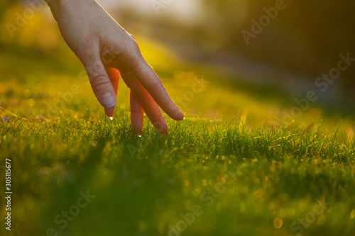 Female hand touching green grass close up selective focus low angle. Sunset, Environmental concept.