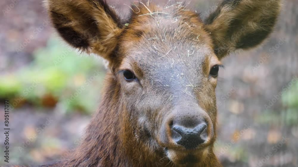Altai wapiti deer close up of head in autumn. Looking into the camera with slow zoom out. Altai wapiti deer close up of head in autumn. Looking into the camera with slow zoom out.