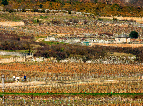 chassagne montrachet labour cheval