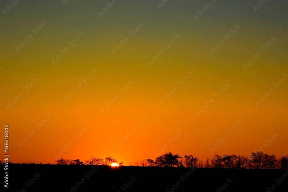 Beautiful sunset background in gold color. the sun sets behind the trees on the horizon