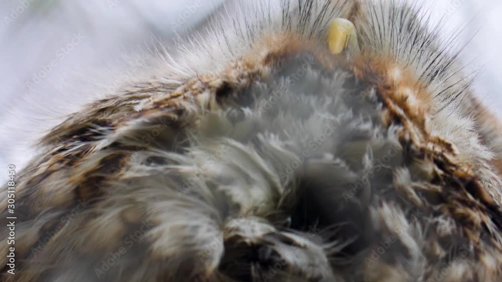 Close up of a small owl in autumn. Close up of head from below looking up. Close up of a small owl in autumn. Close up of head from below looking up.
