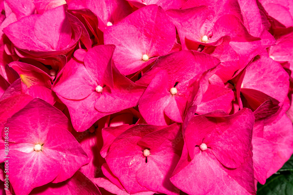 Hortensie Makro Hortensie Makro