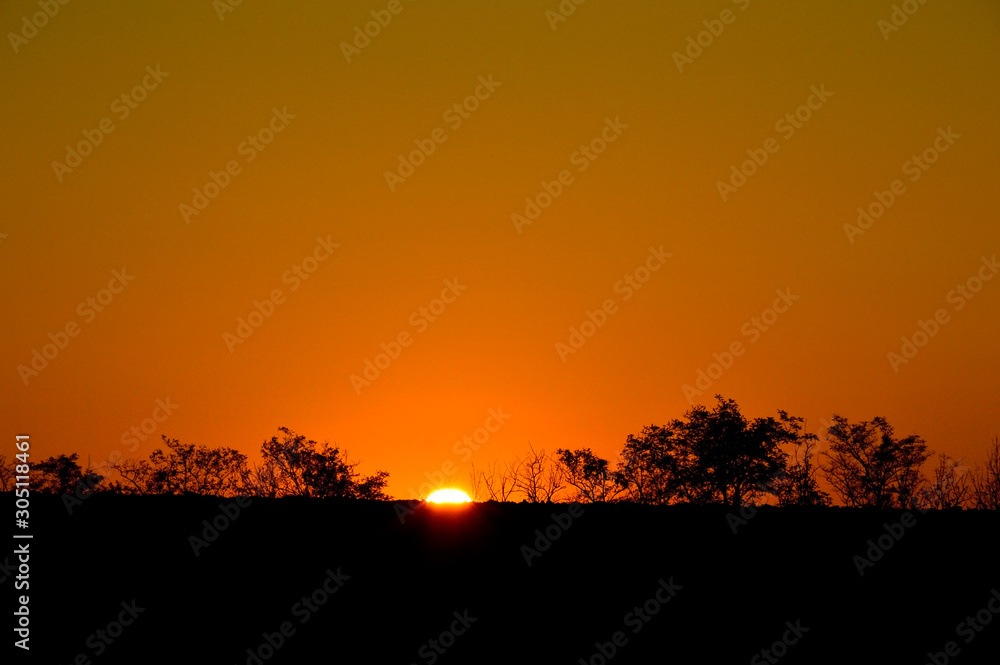 Beautiful sunset background in gold color. the sun sets behind the trees on the horizon