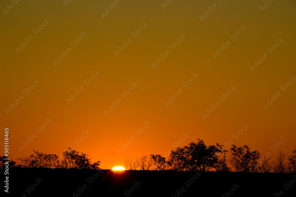 Beautiful sunset background in gold color. the sun sets behind the trees on the horizon