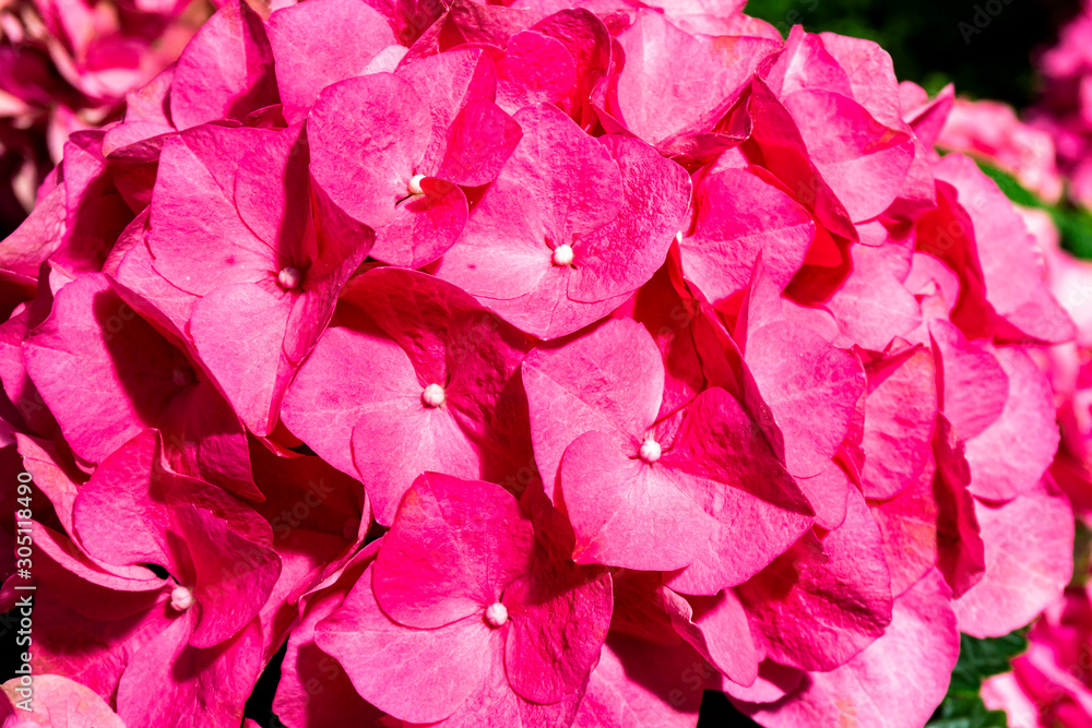 Rotrosa Hortensie