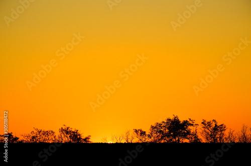 Beautiful sunset background in gold color. the sun sets behind the trees on the horizon © Дмитрий Быканов