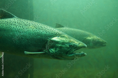 The Chinook salmon (Oncorhynchus tshawytscha) also called king salmon. Fish on their way to spawning, view from Ballard Locks in Seattle. photo