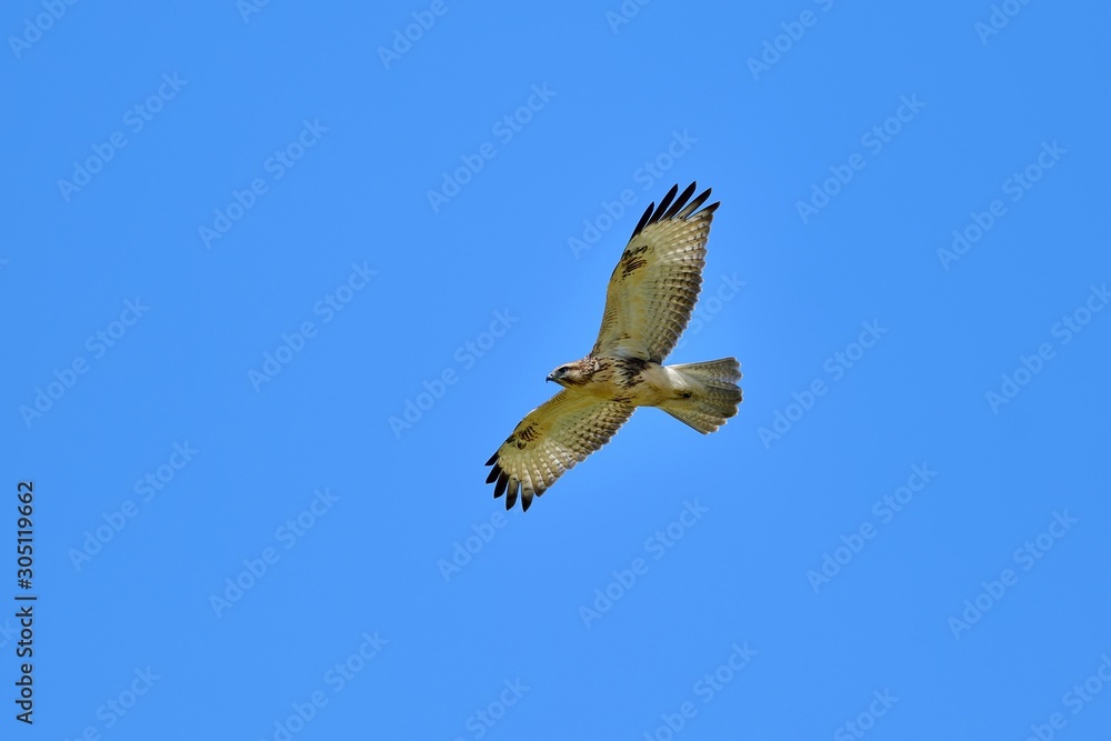 Obraz premium 青空バックに悠然と飛ぶノスリ