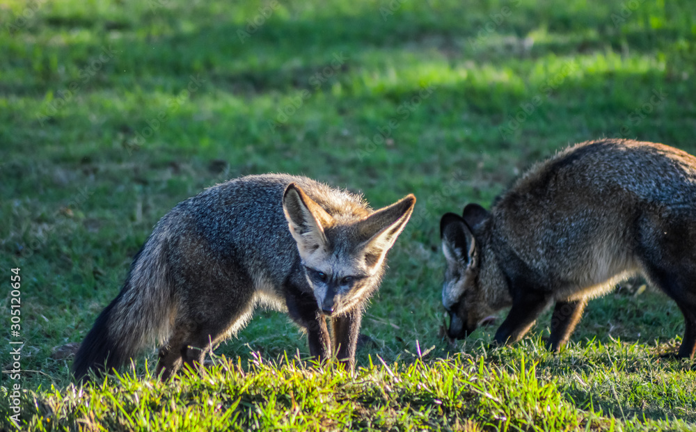 Bat eared fox roaming freely in a Johannesburg game reserve South Africa Bat eared fox roaming freely in a Johannesburg game reserve South Africa