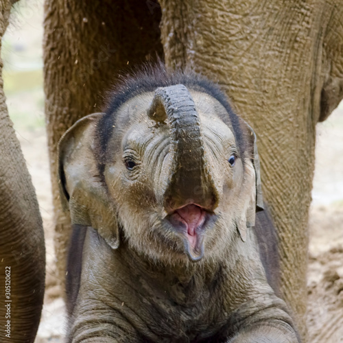 Baby Asian elephant
