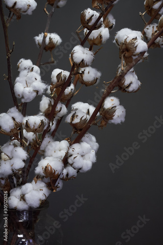 Branches of natural cotton in a glass vase on a dark background, Christmas or New Year concept