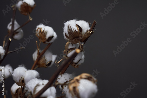 Close-up branches of natural cotton in a glass vase on a dark background, Christmas or New Year concept