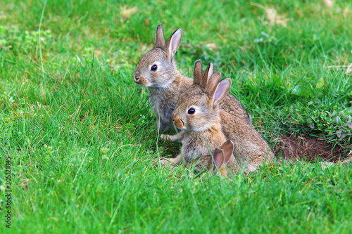 young rabbits