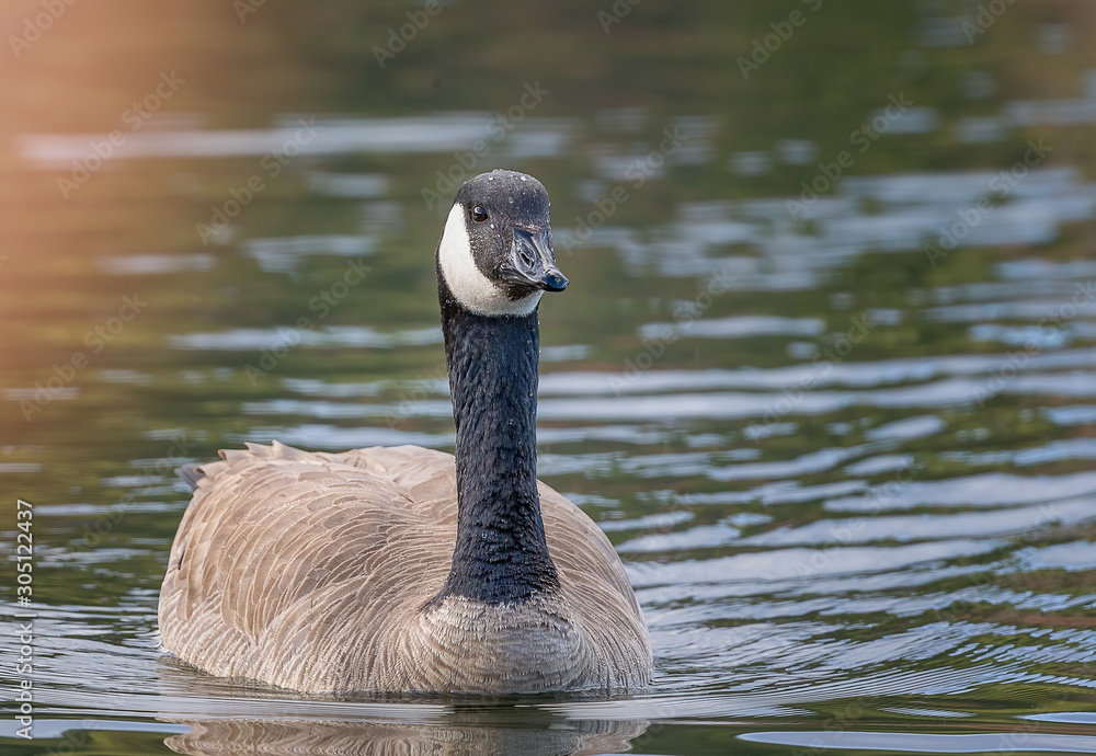 Canada Goose swimming in pond in beautiful morning light Canada Goose swimming in pond in beautiful morning light