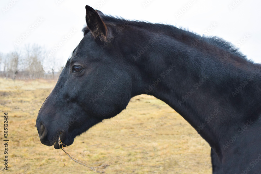 Obraz premium black horse