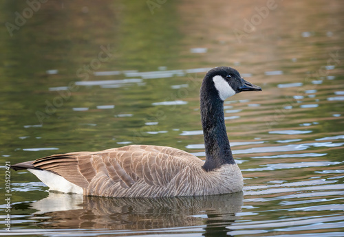Canada Goose swimming in pond in beautiful morning light © Janet