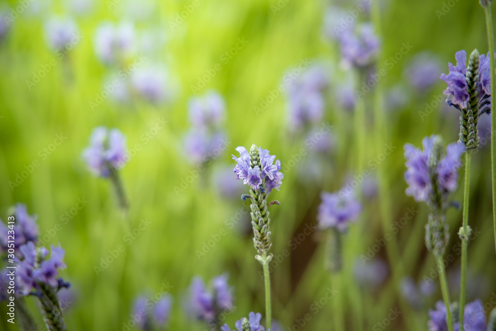 The background image of the colorful flowers The background image of the colorful flowers