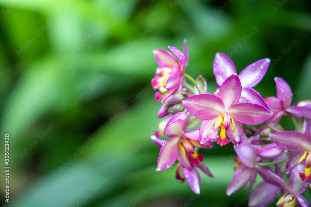 Naklejka premium The background image of the colorful flowers
