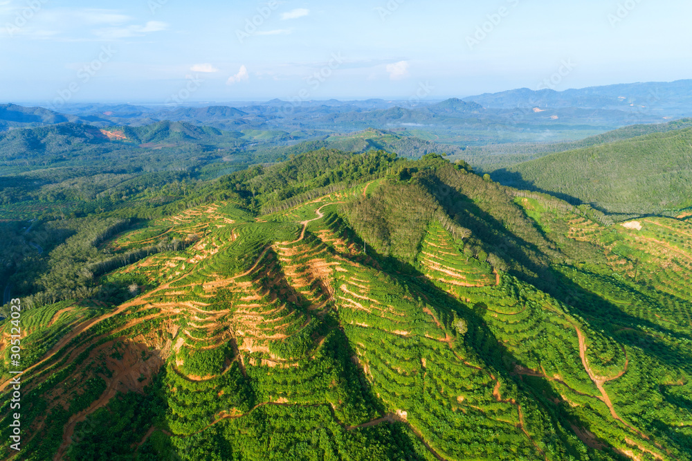 Row of palm trees plantation garden on high mountain in phang nga thailand Aerial view drone shot