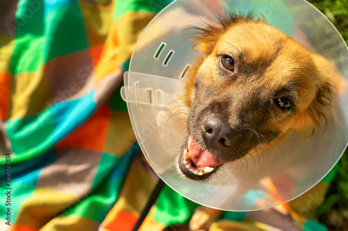 Photography Young dog with veterinary collar also called elizabethan after surgery