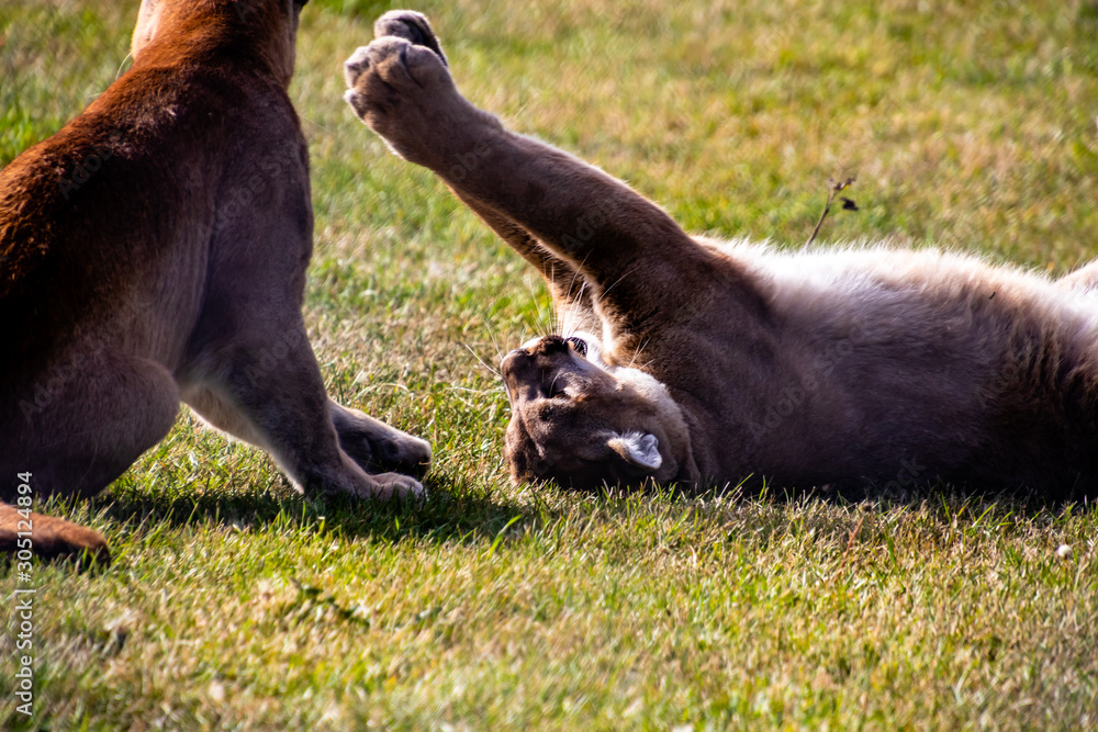Fototapeta premium Cougar juvenils at play. Discovery Wildlife Park, Innisfill, Alberta, Canada