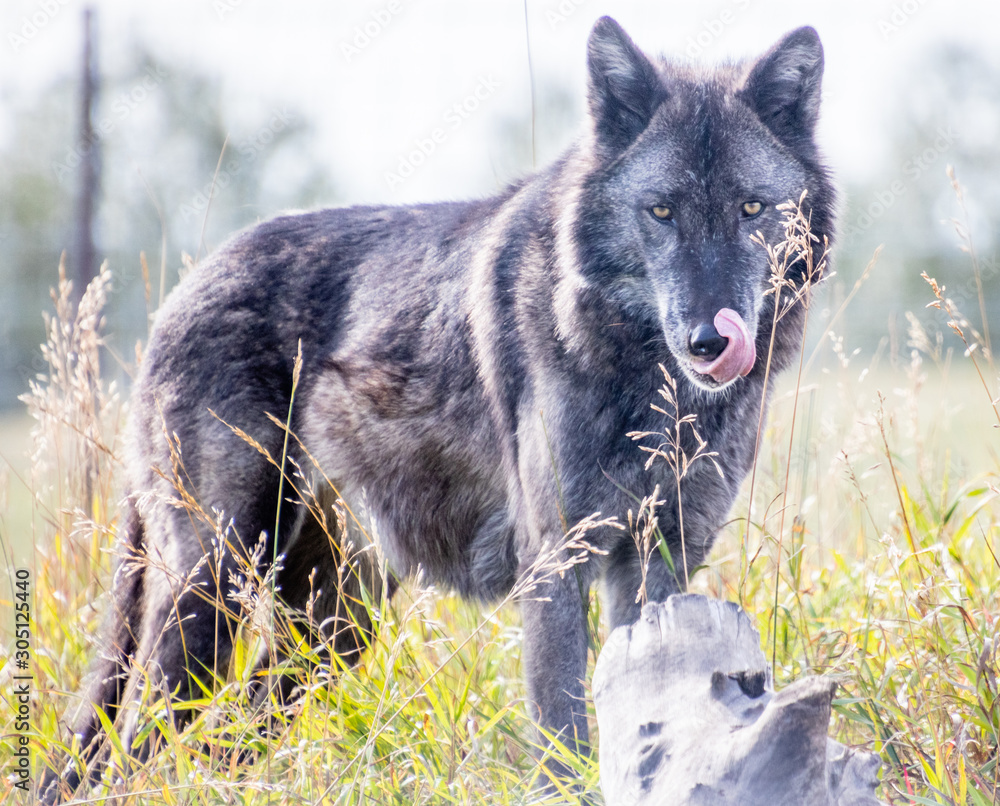 Timber wolf on the prowl. Discovery Wildlife Park, Innisfill, Alberta, Canada