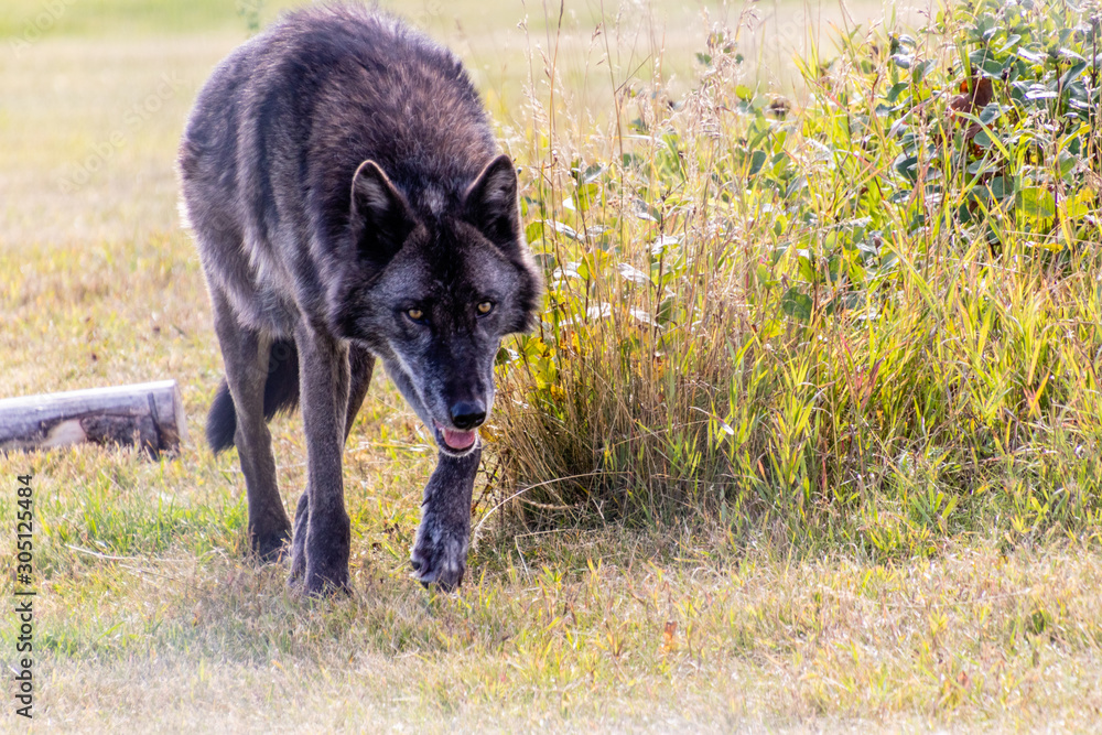 Timber wolf on the prowl. Discovery Wildlife Park, Innisfill, Alberta, Canada Timber wolf on the prowl. Discovery Wildlife Park, Innisfill, Alberta, Canada