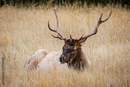 Elk 13 © Tibor