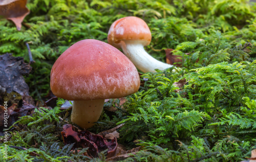 mushroom in moss in the forest mushroom in moss in the forest