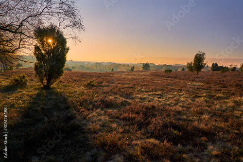 Luneburg Heath landscape at sunset in Germany  Europe