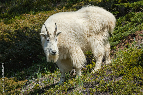 Wild goat 2