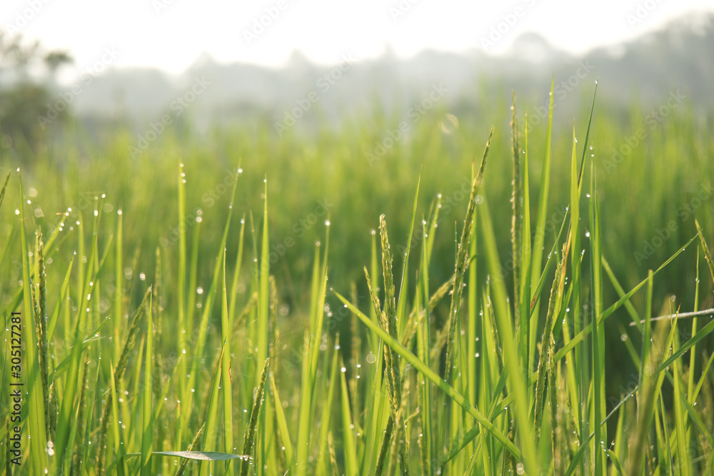 Dew drops on the leaves of rice plants Dew drops on the leaves of rice plants