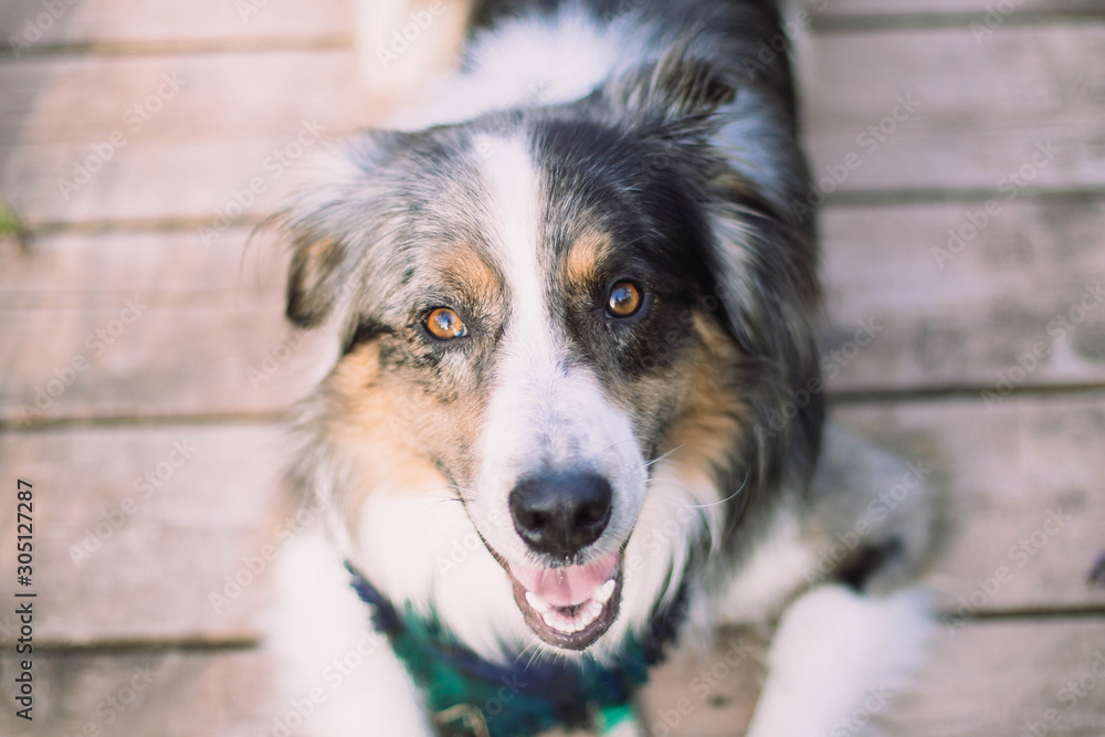 Dog smiling with bandana on