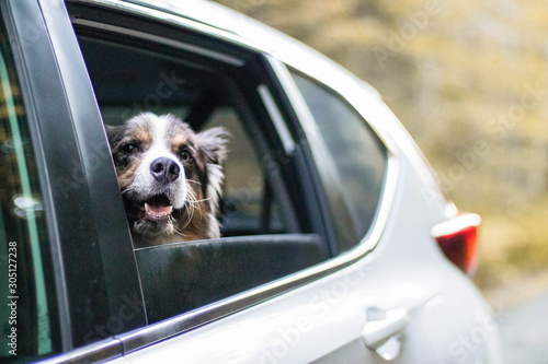 Adventure dog riding in car, road trip