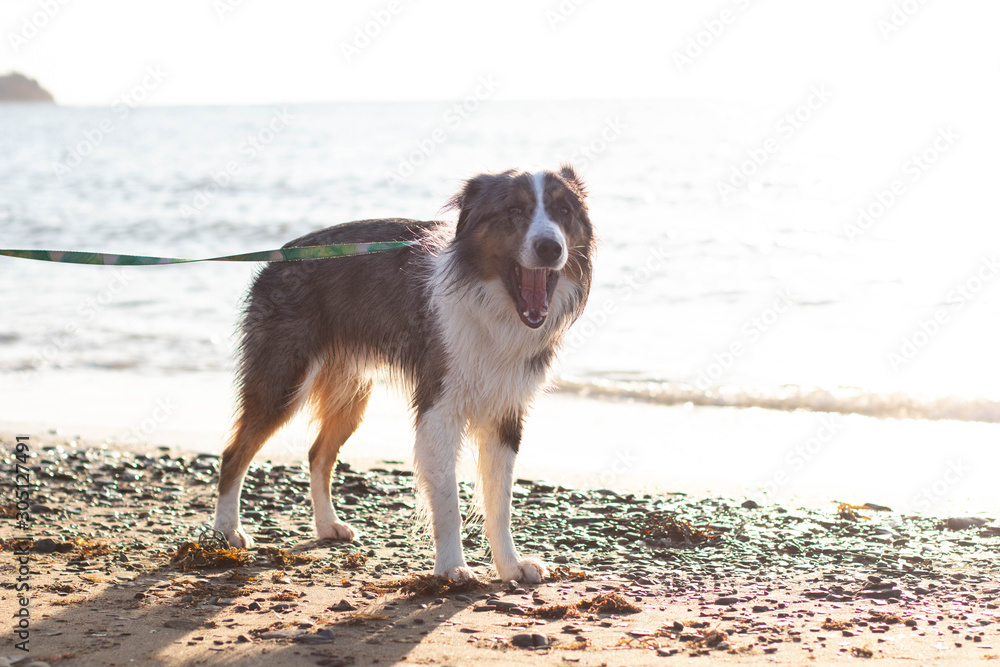 Dog at the beach yawning
