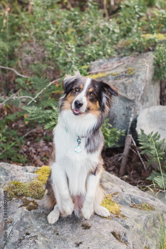 Dog doing sit pretty trick in the woods Dog doing sit pretty trick in the woods