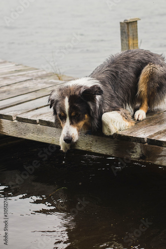 Dog fishing from a wharf at a lake