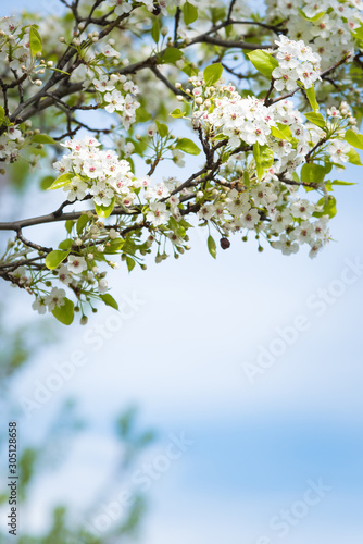Springtime branches covered in small white flowers and new leaves with blue sky background