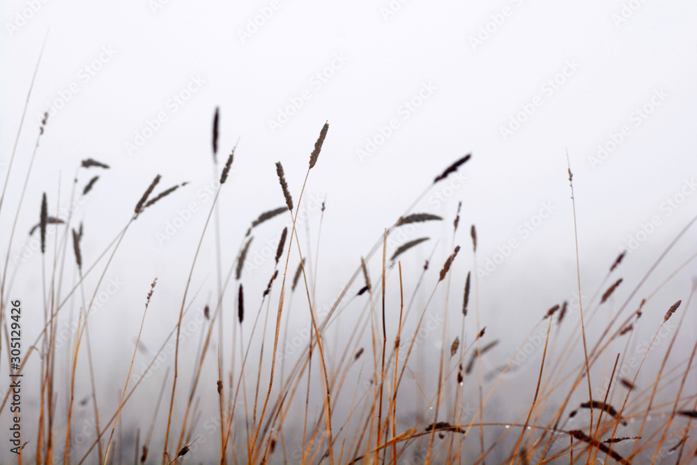 Grass seeds Grass seeds
