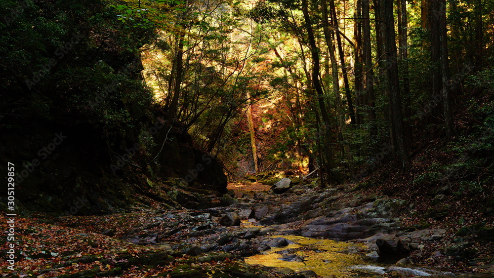 Fototapeta premium 秋の赤目四十八滝