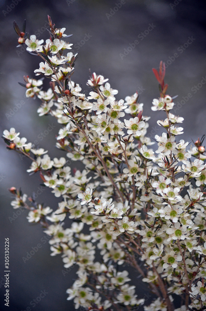 Yellow Tea Tree blossoms, Leptospermum polygalifolium, family Myrtaceae, flowering in spring, in the Royal National Park, Sydney, Australia. Also known as Tantoon.